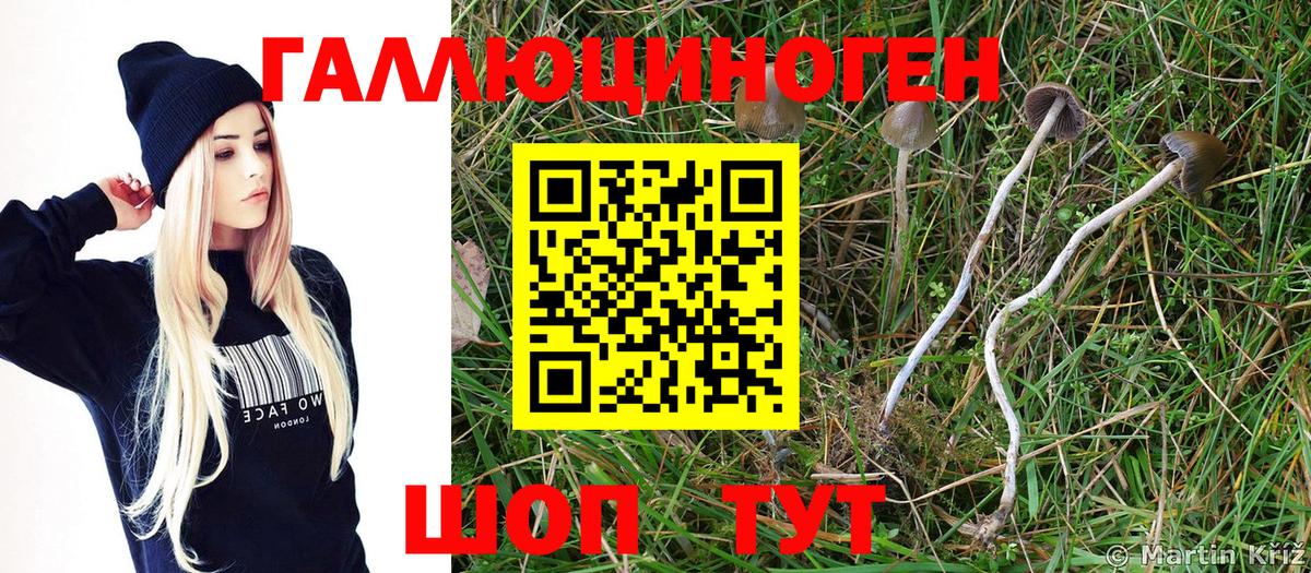 Кызыл  Галлюциногенные грибы Cubensis  Вход с VPN 