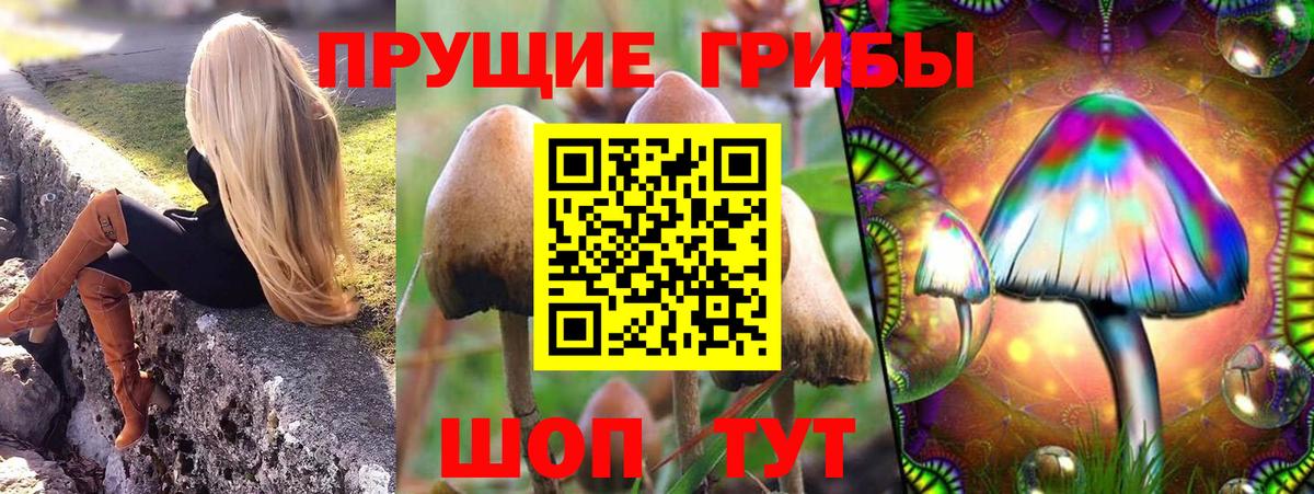Псилоцибиновые грибы Psilocybine cubensis Кызыл